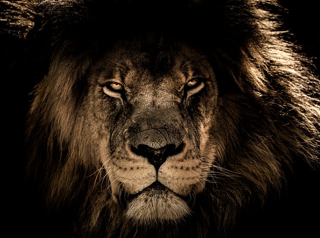 sư tử châu Phi