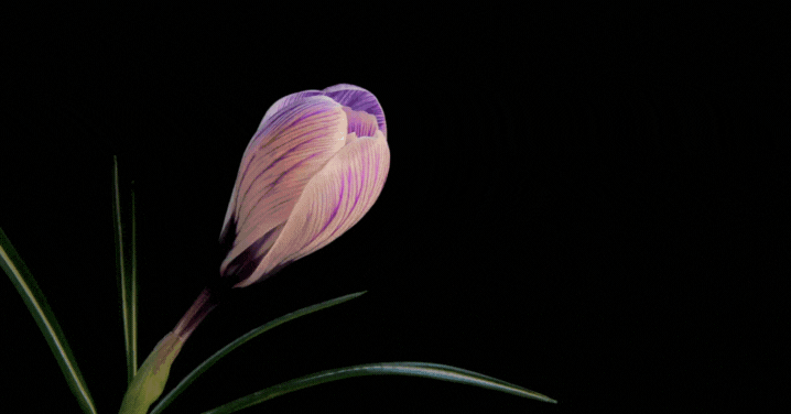 Lợi ích của việc sử dụng video trên landing page